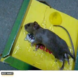 ● Strongly Adhesive Glue - The mouse glue board is manufactured with special glue, is strong and evenly distributed, can be used in all seasons, easier to catch mice. it is a good choice to replace your old mice traps. ● Pesticide-Free & Safer - These high-quality mouse glue traps are safe for your family and pets, have no chemicals, and are super environmentally friendly. Great for use indoors, kitchen, office, restaurant, under the sink, garage, garbage areas, etc ● Easy To Clean Up - Just put some baits on the mice glue traps then place it where rats are observed frequently. Once the mouse is trapped, dispose of it/dispatch them humanely and you needn't touch the mouse to get it out of the trap. No mess and no snapped fingers. Mouse & Rat Glue Board, Rat Catcher Glue Board, Mouse Catcher Glue Board, Catch Trap Glue Book Mat Pad for Rats 